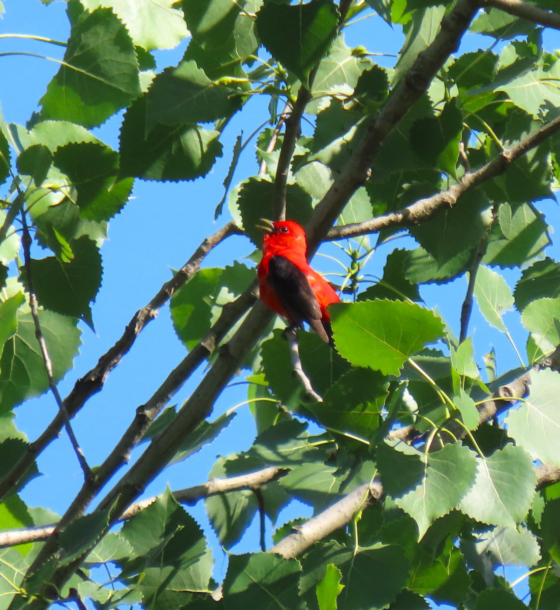 Scarlet Tanager - ML620493493