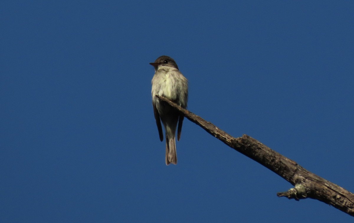 Eastern Wood-Pewee - ML620493494