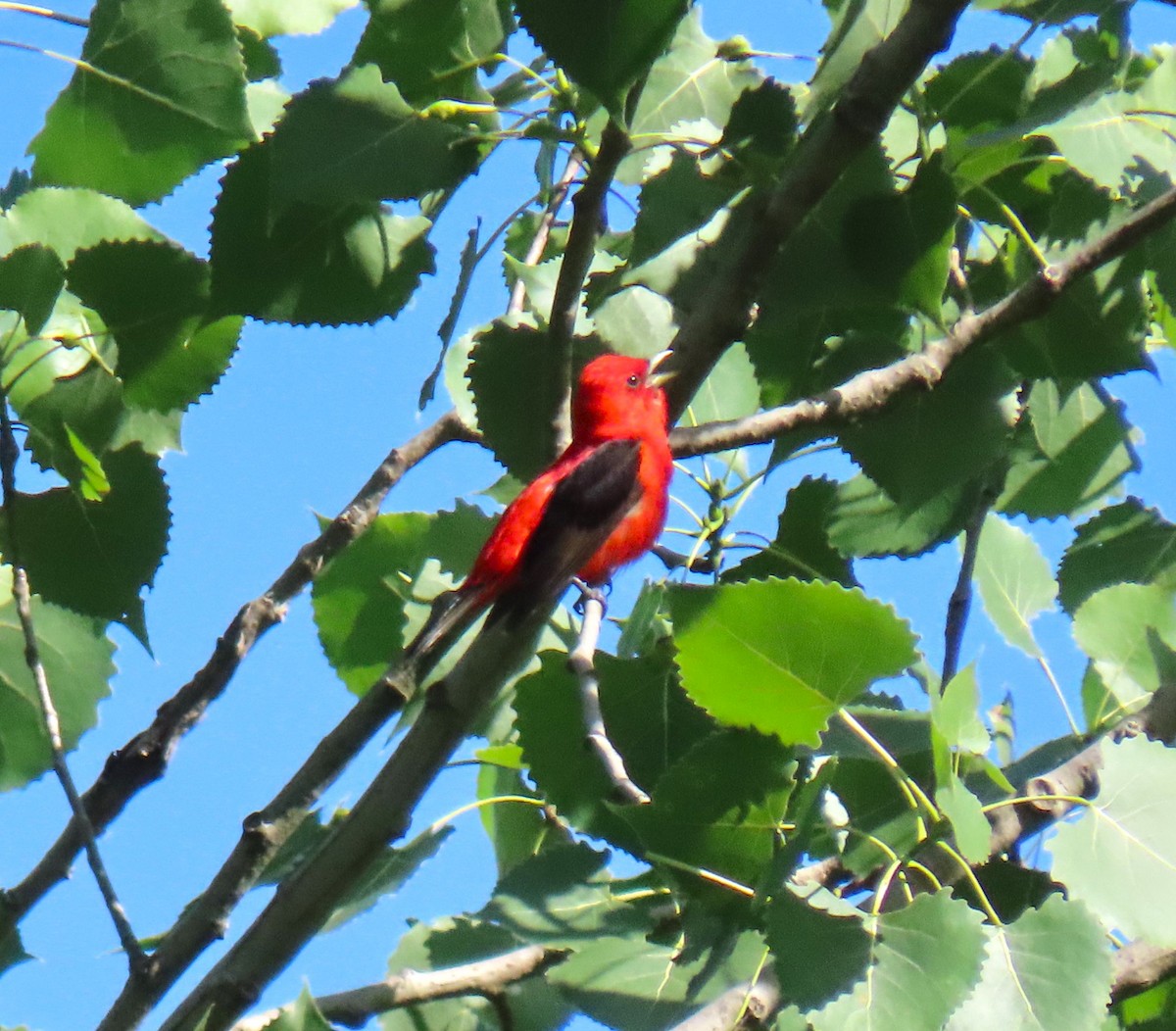 Scarlet Tanager - ML620493495