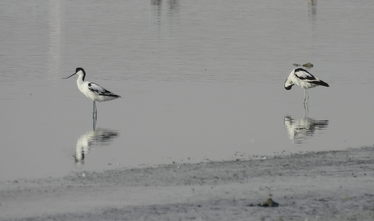 Pied Avocet - ML620493499