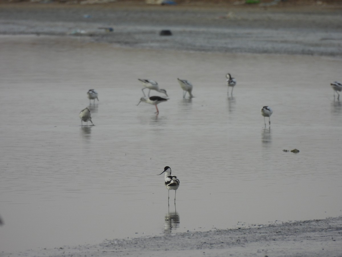 Pied Avocet - ML620493501