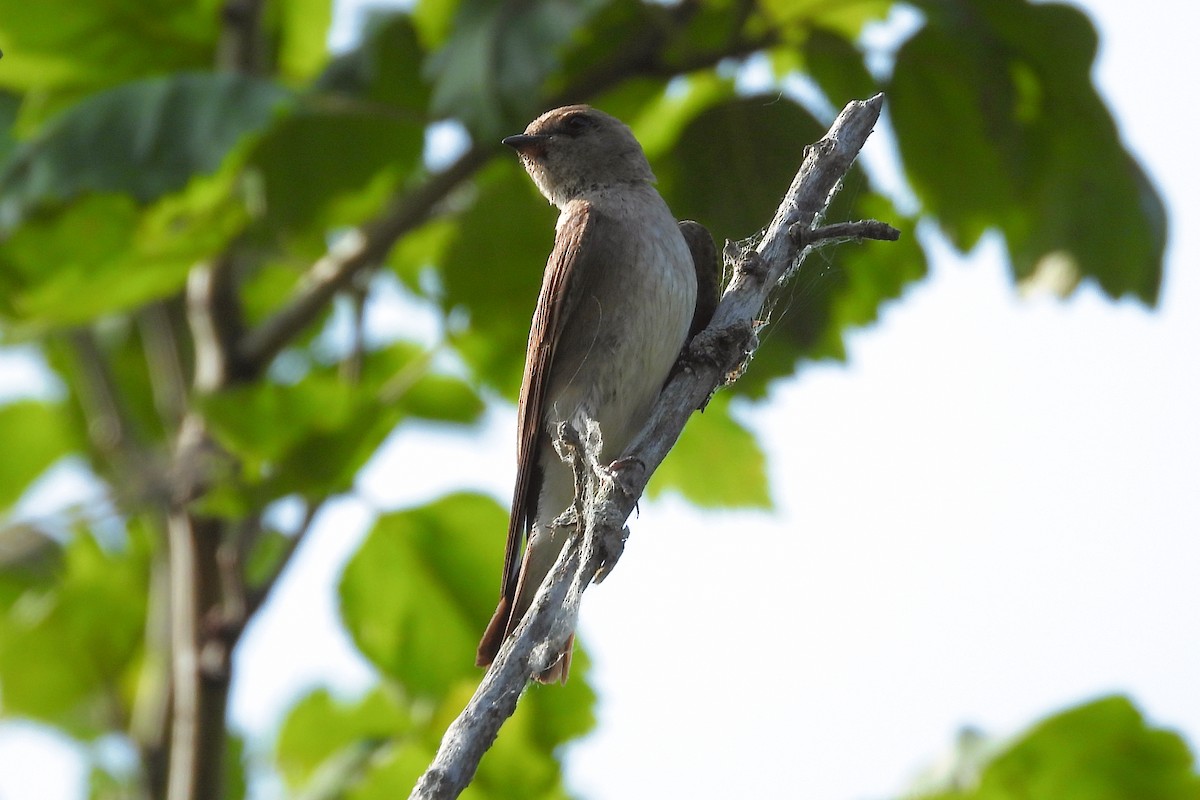 Northern Rough-winged Swallow - ML620493502