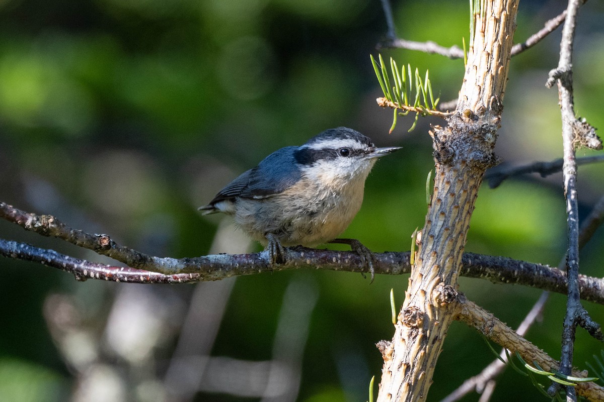 Red-breasted Nuthatch - ML620493503