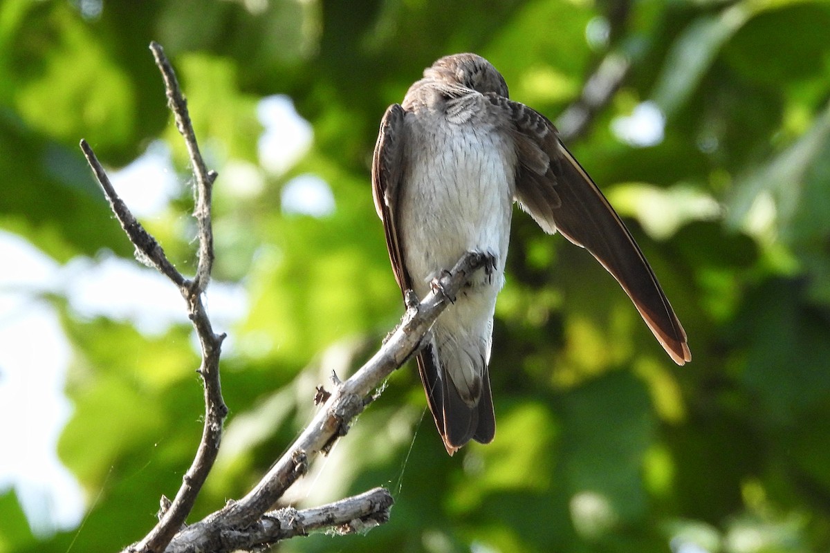 Northern Rough-winged Swallow - ML620493504