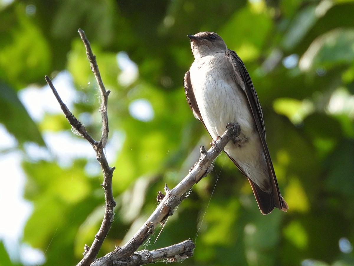 Northern Rough-winged Swallow - ML620493505