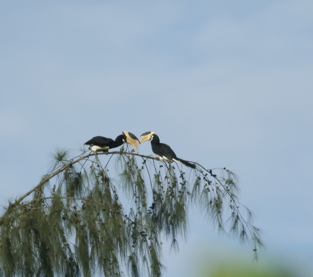 Malabar Pied-Hornbill - ML620493507