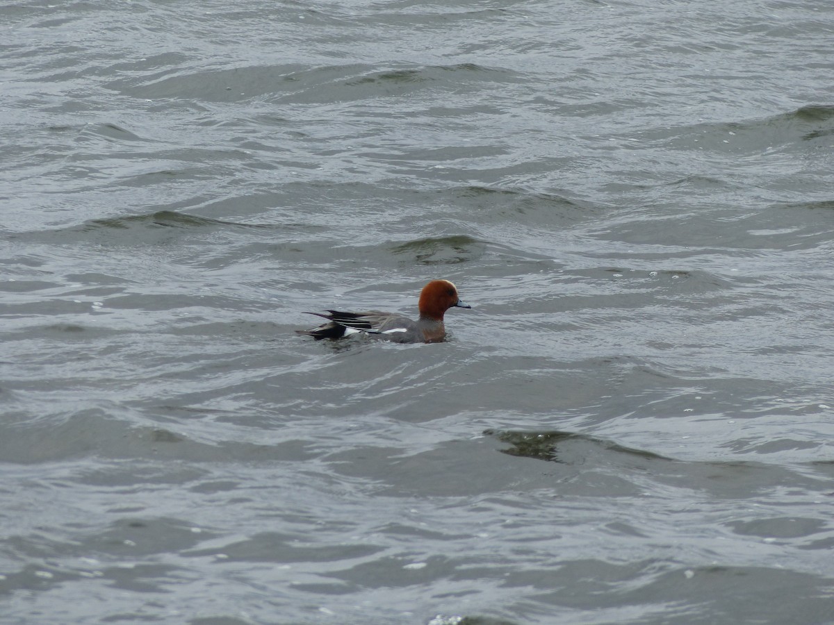 Eurasian Wigeon - Kai Victor