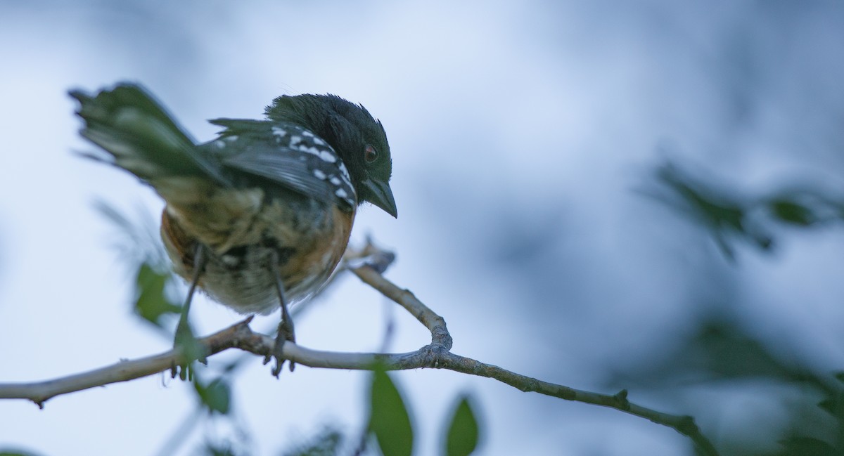 Spotted Towhee (maculatus Group) - ML620493511