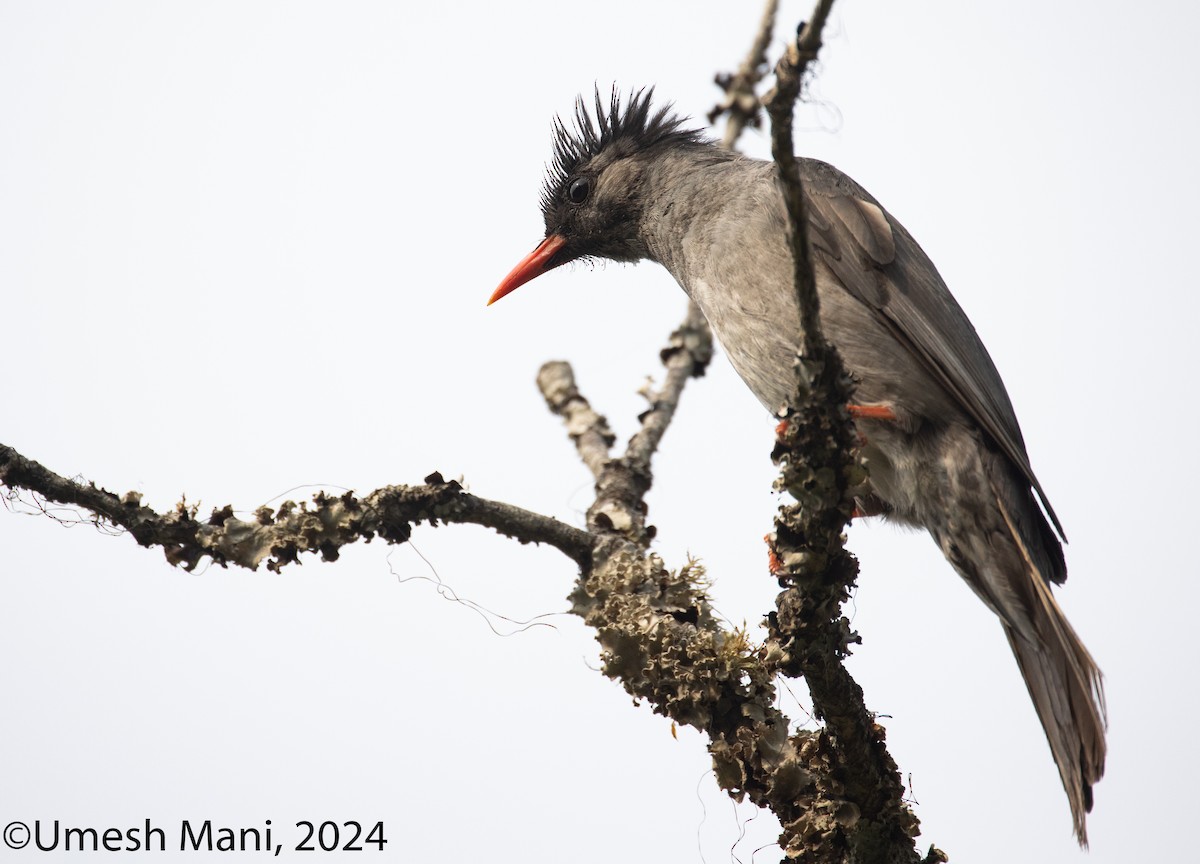 Black Bulbul - ML620493514