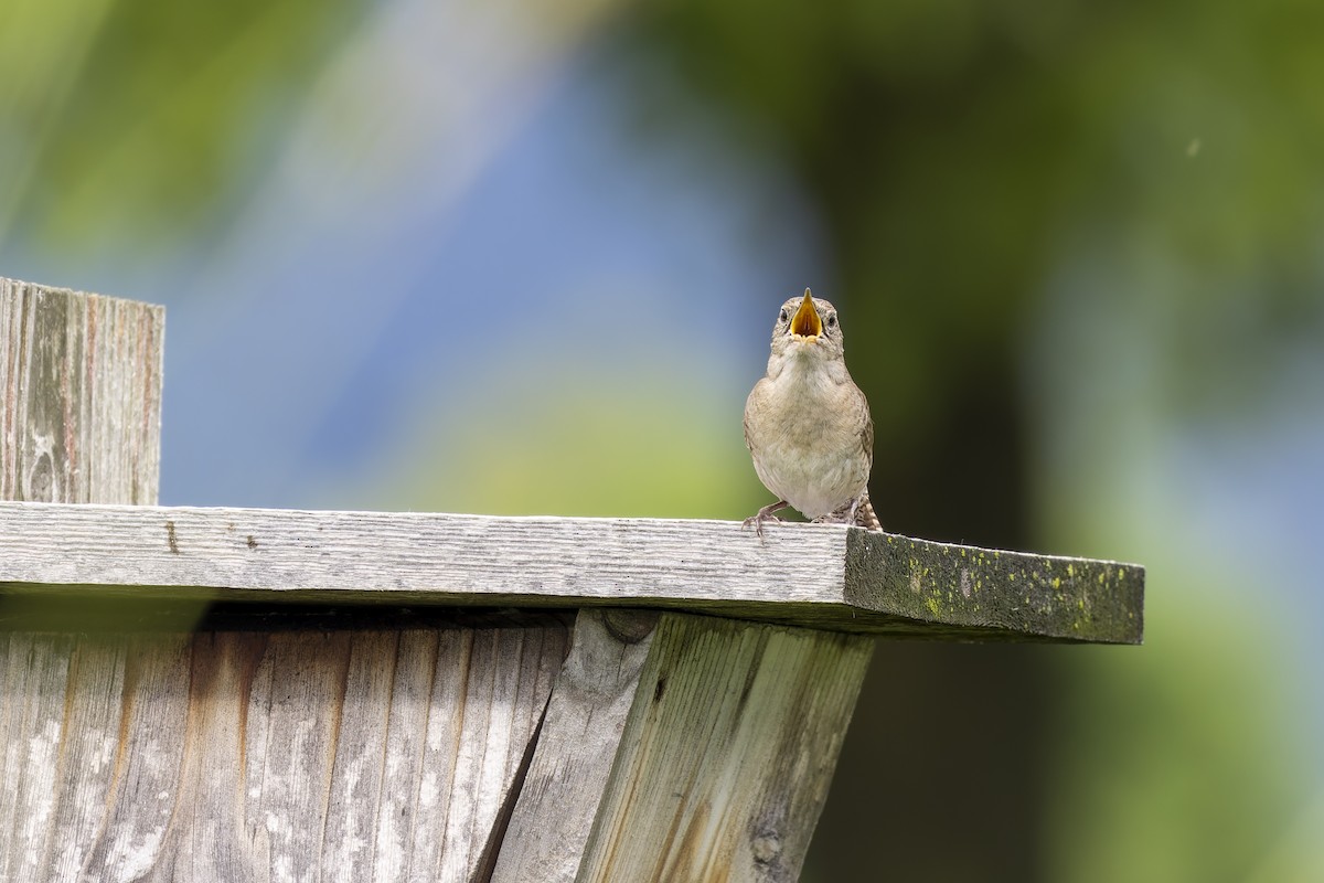 House Wren - ML620493518