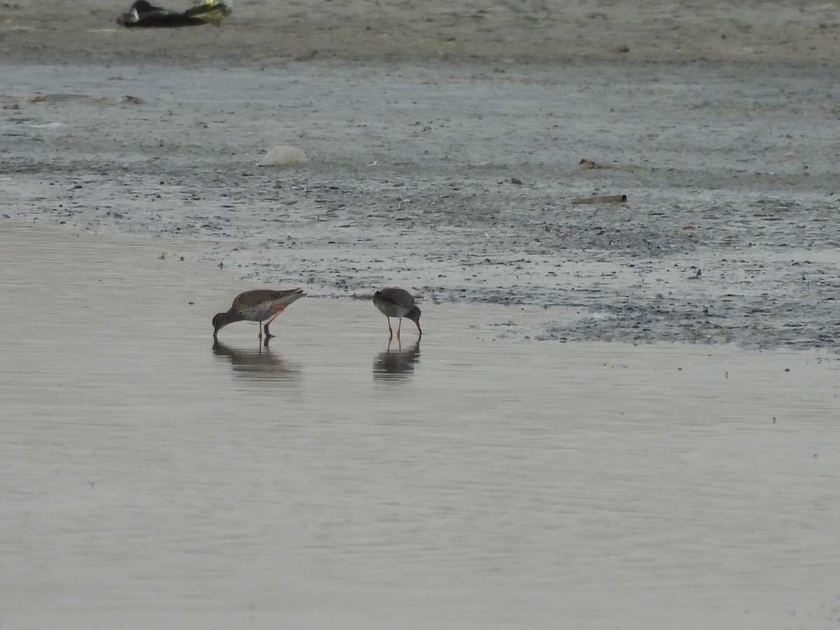 Common Redshank - ML620493530