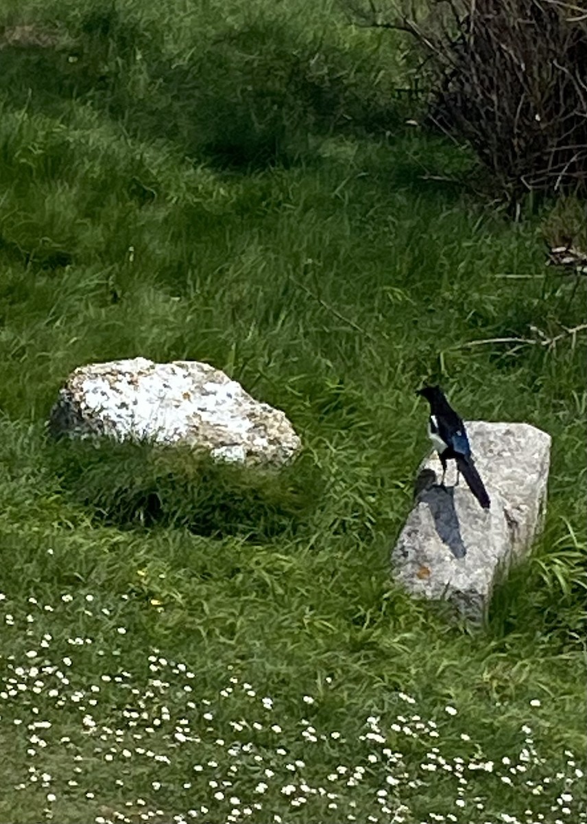 Eurasian Magpie - ML620493535