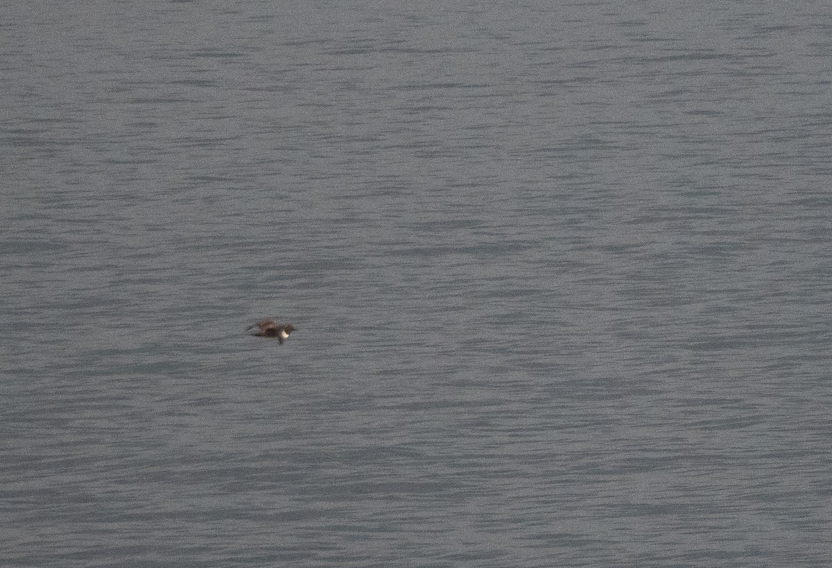 Great Skua - ML620493544