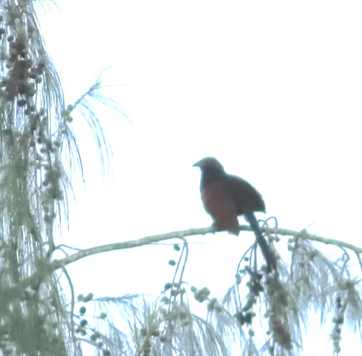 Greater Coucal (Southern) - ML620493546