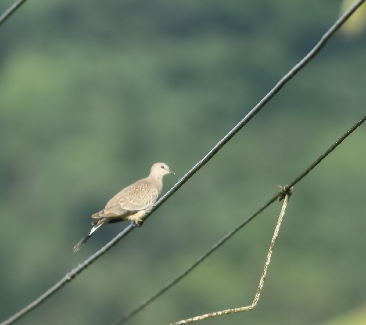 Spotted Dove - ML620493552