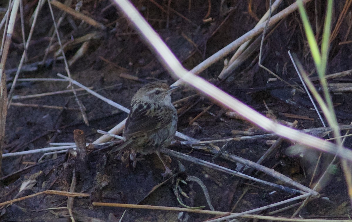 Little Grassbird - ML620493561