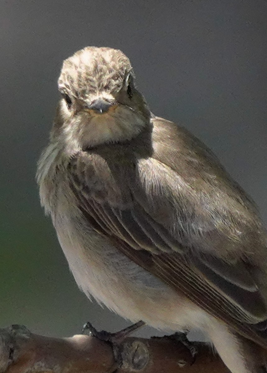 Spotted Flycatcher - ML620493562