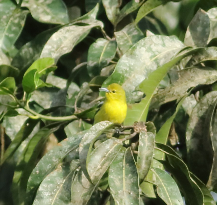 Common Iora - ML620493564