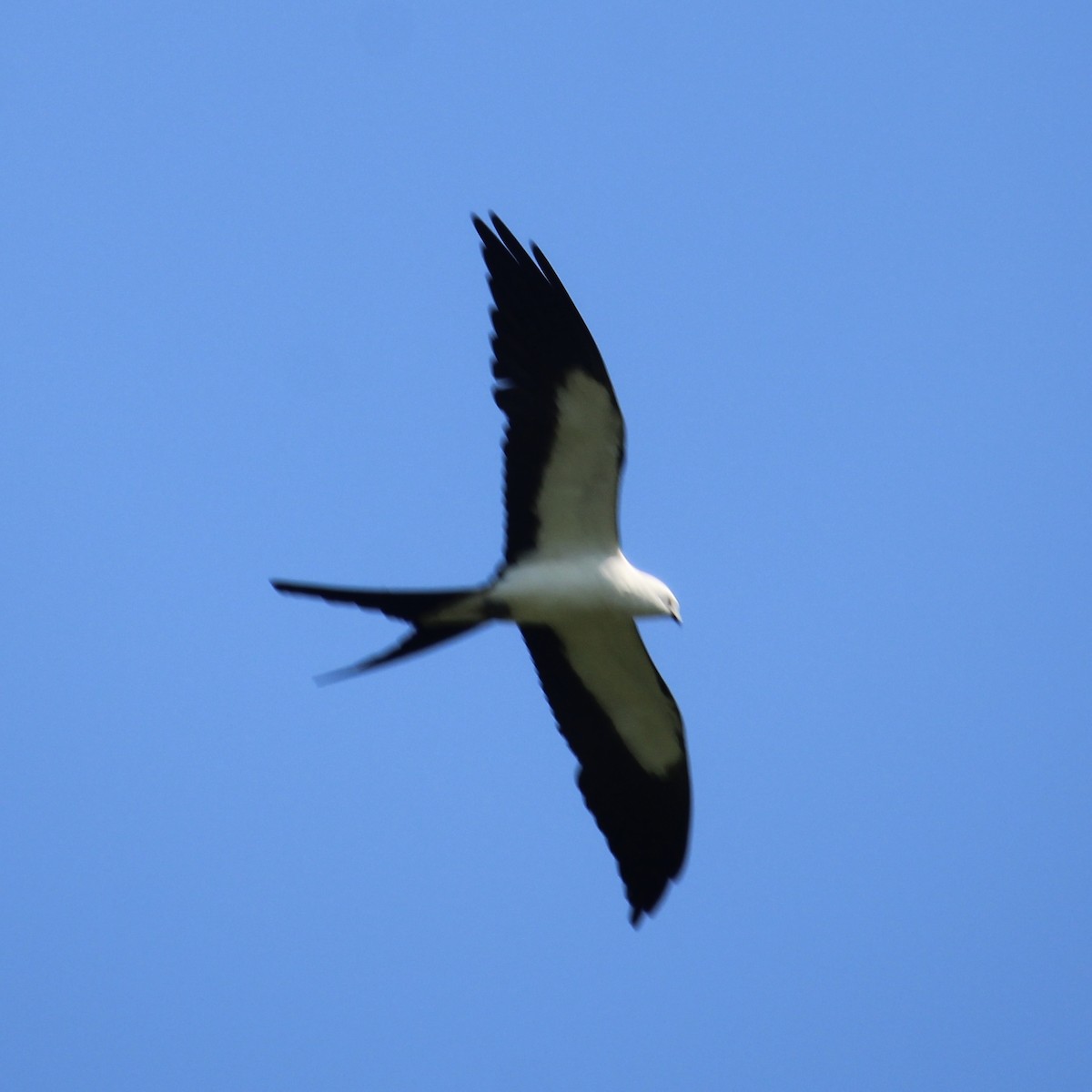 Swallow-tailed Kite - ML620493567