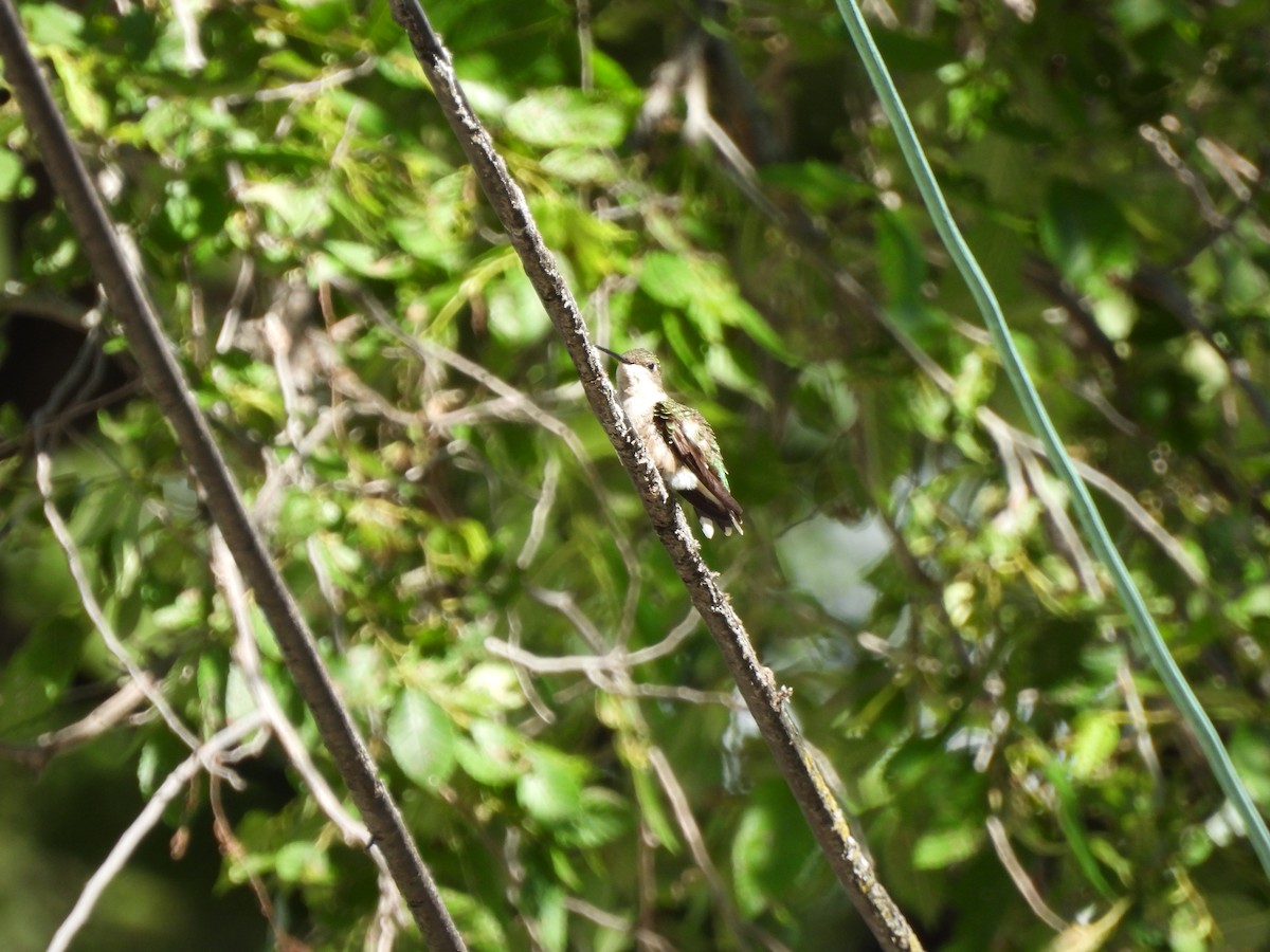 Ruby-throated Hummingbird - ML620493569