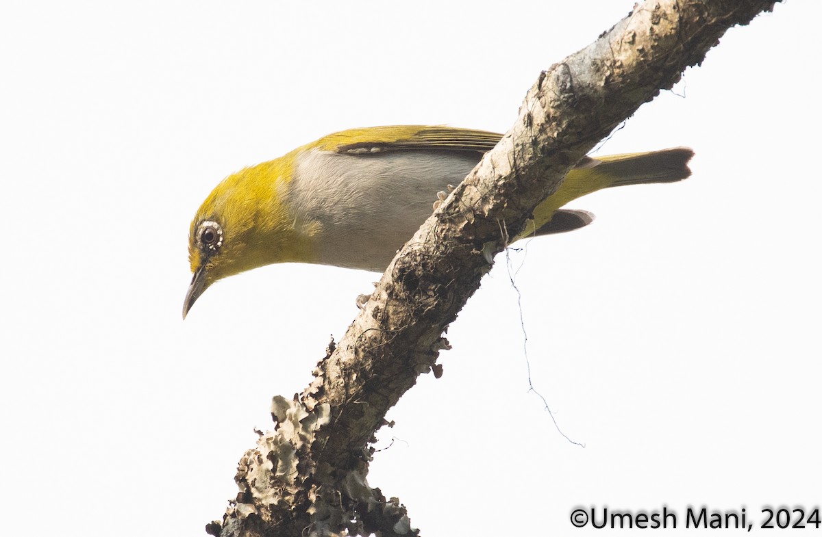 Indian White-eye - ML620493573