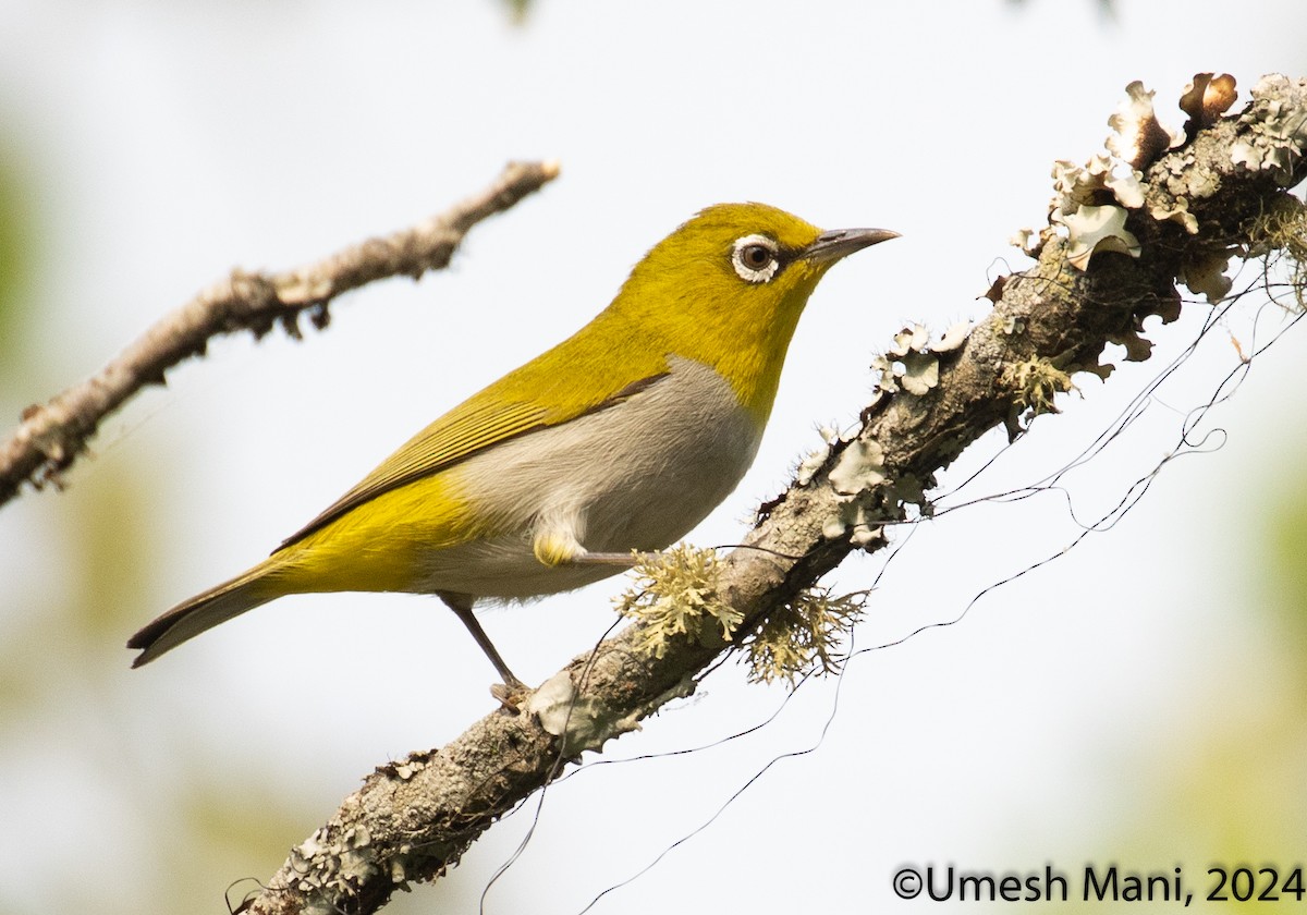 Indian White-eye - ML620493574