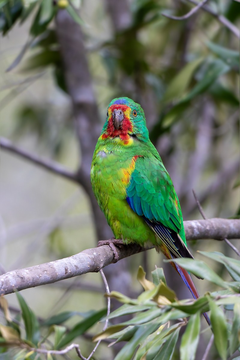 Swift Parrot - ML620493578