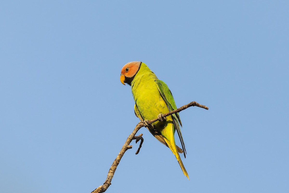 Blossom-headed Parakeet - ML620493582