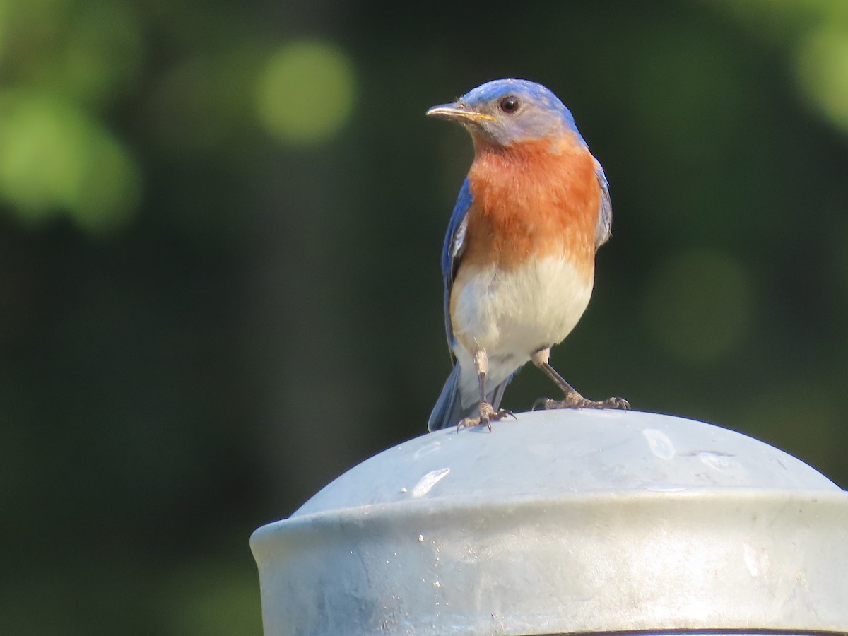 Eastern Bluebird - ML620493585