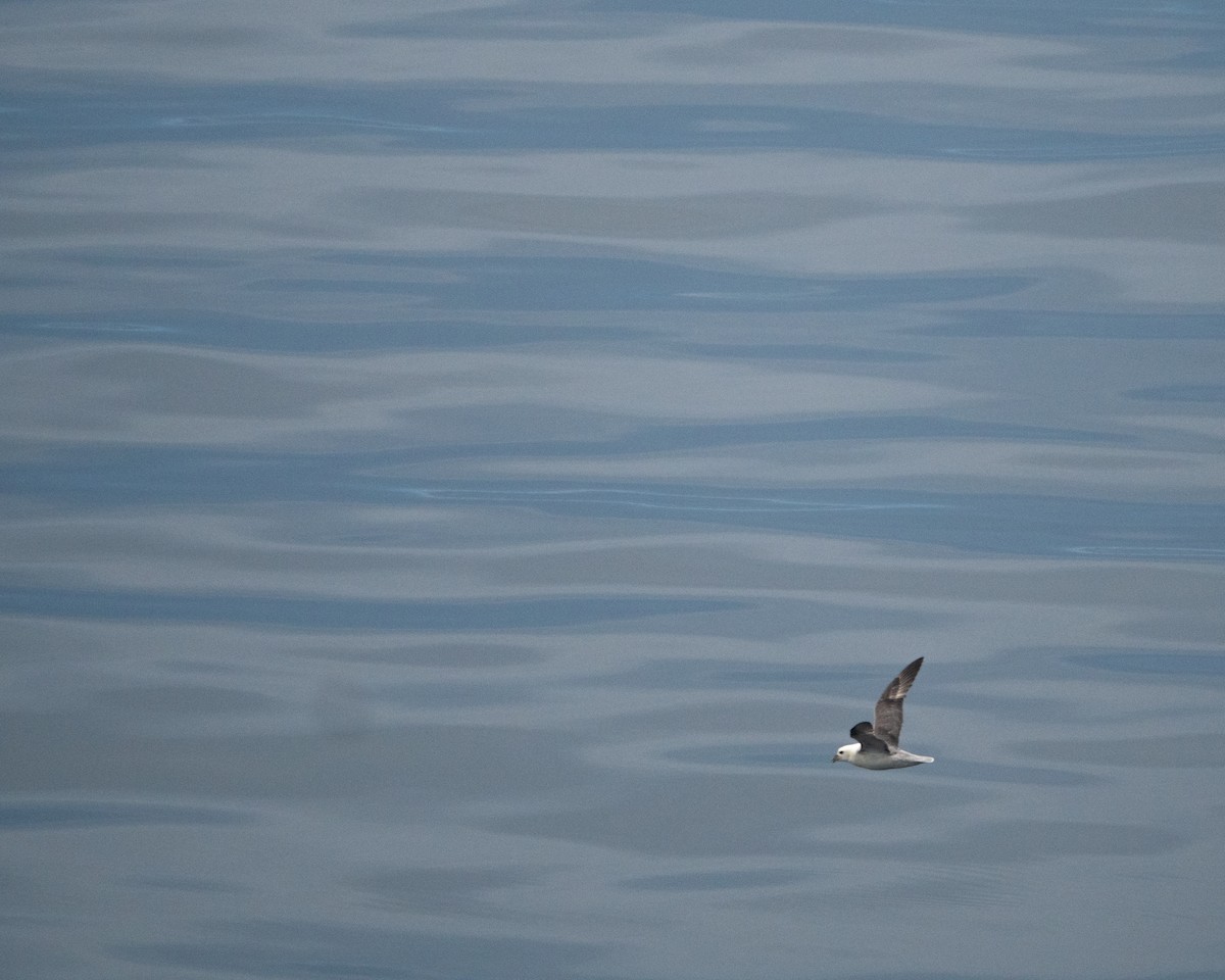 Fulmar boréal - ML620493587