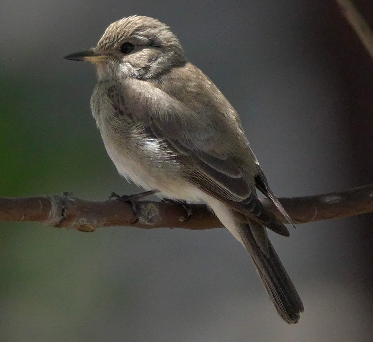 Spotted Flycatcher - ML620493590