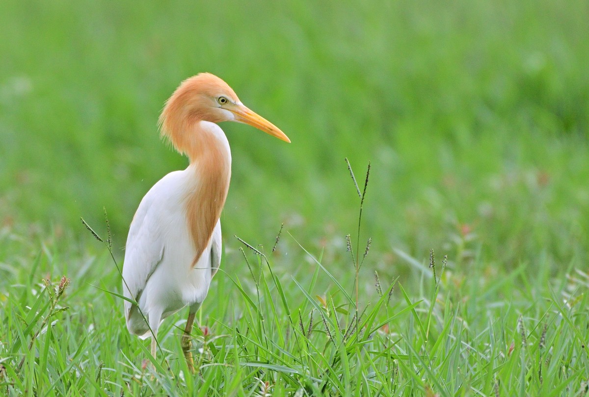 Eastern Cattle Egret - ML620493591