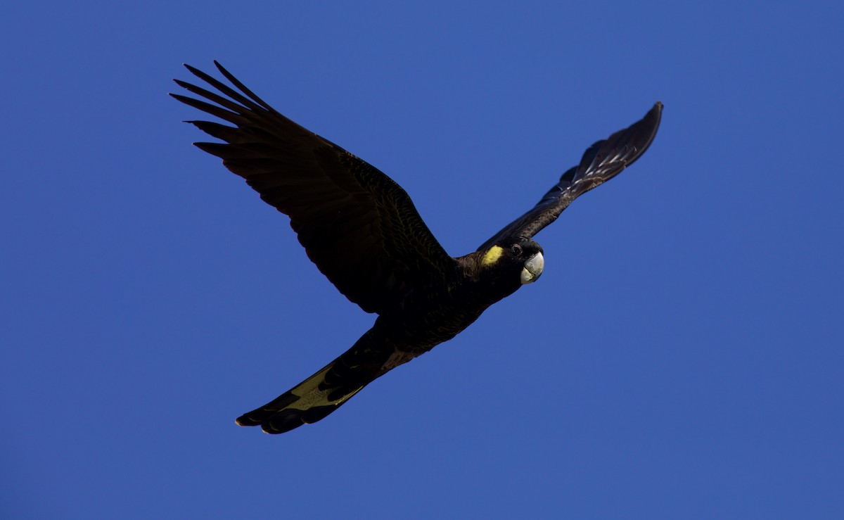 Yellow-tailed Black-Cockatoo - ML620493592