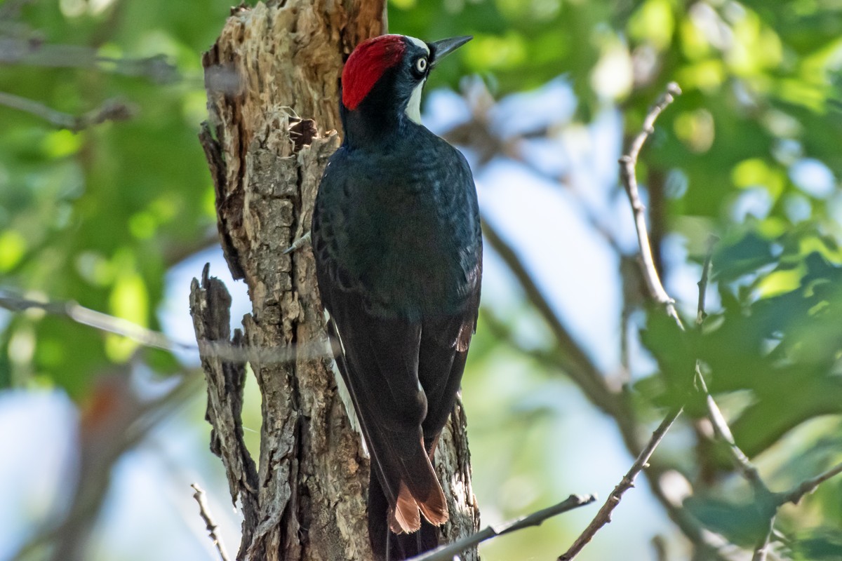 Acorn Woodpecker - ML620493597