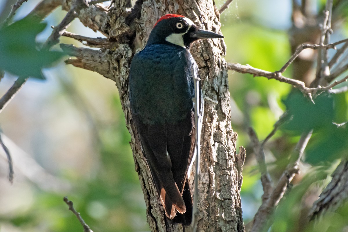 Acorn Woodpecker - ML620493598