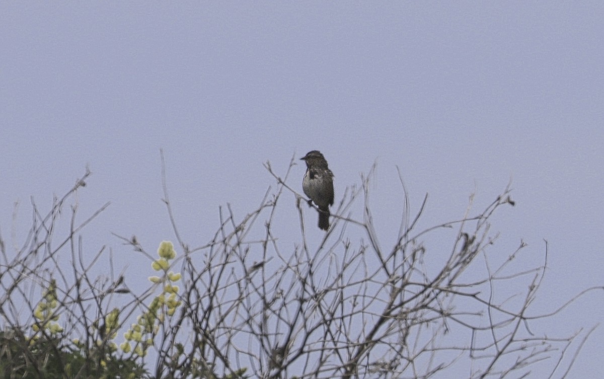 Song Sparrow - ML620493599