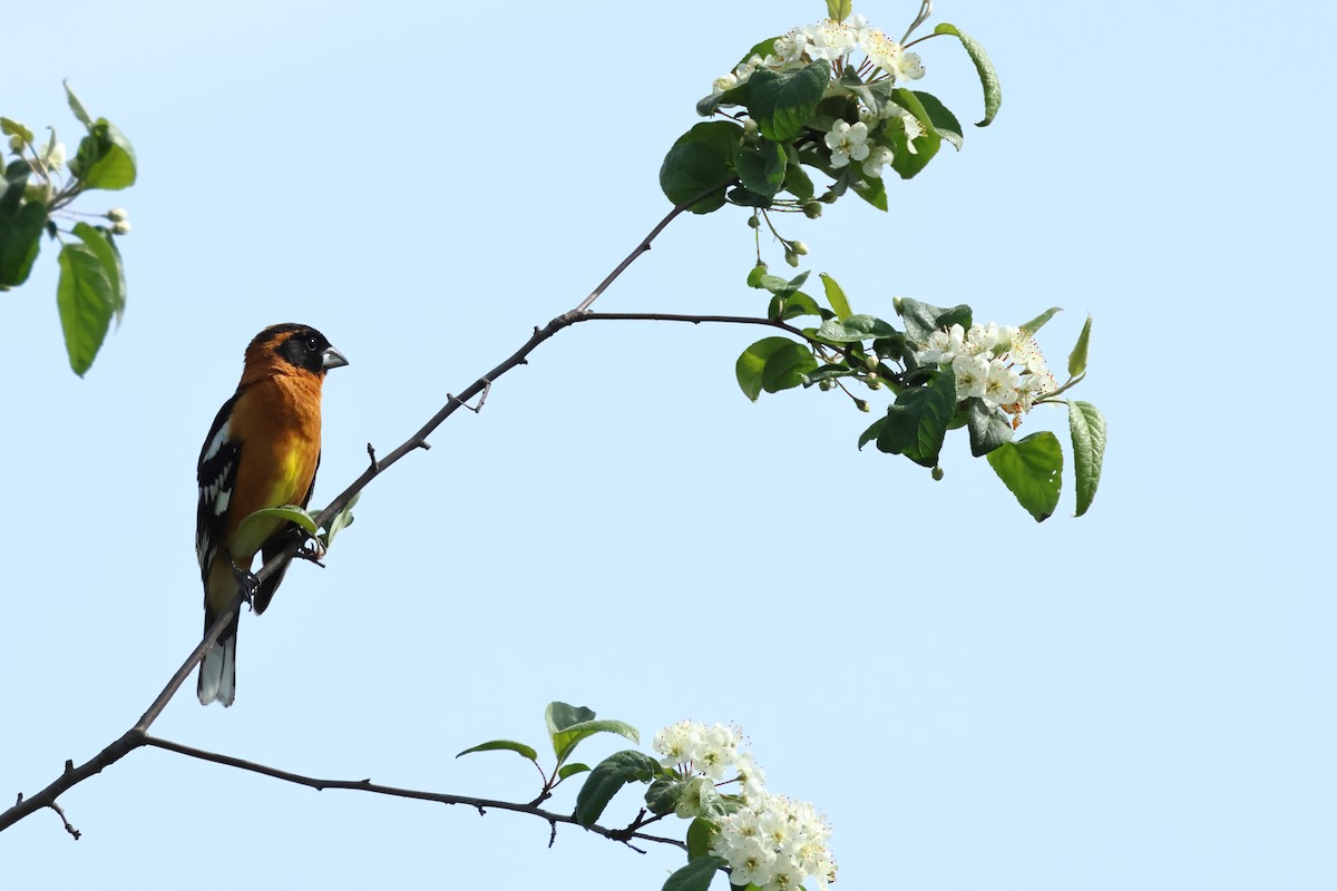 Black-headed Grosbeak - ML620493601