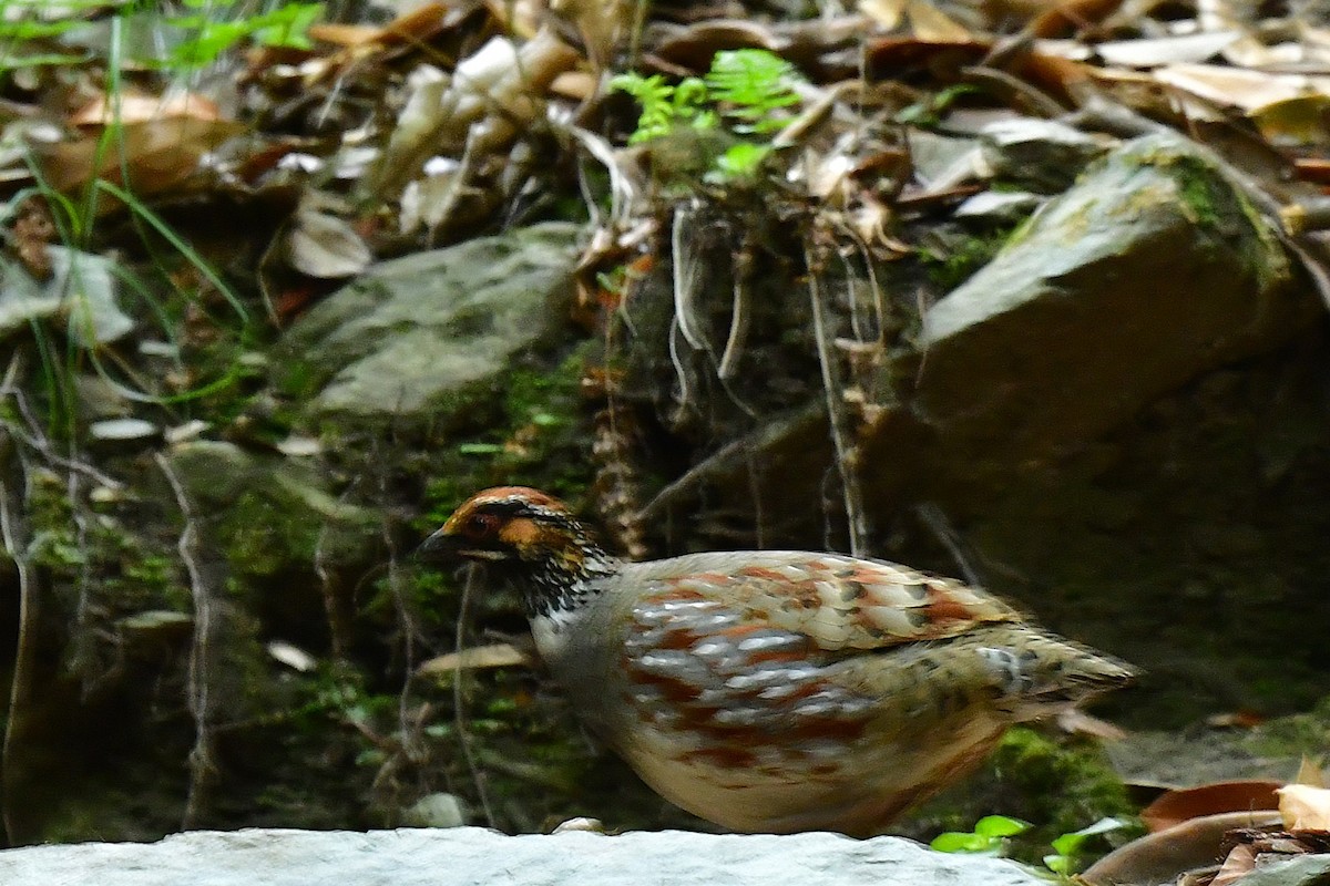 Hill Partridge - ML620493605