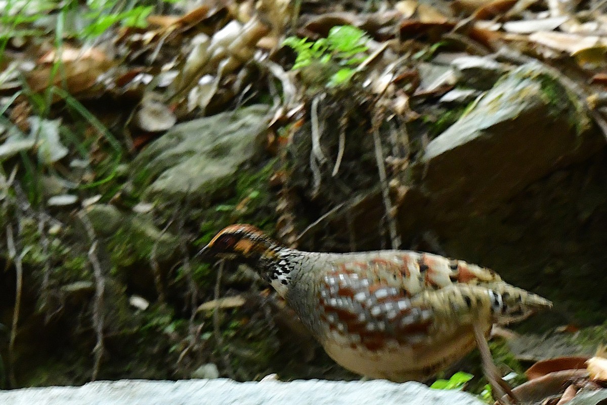 Hill Partridge - ML620493606