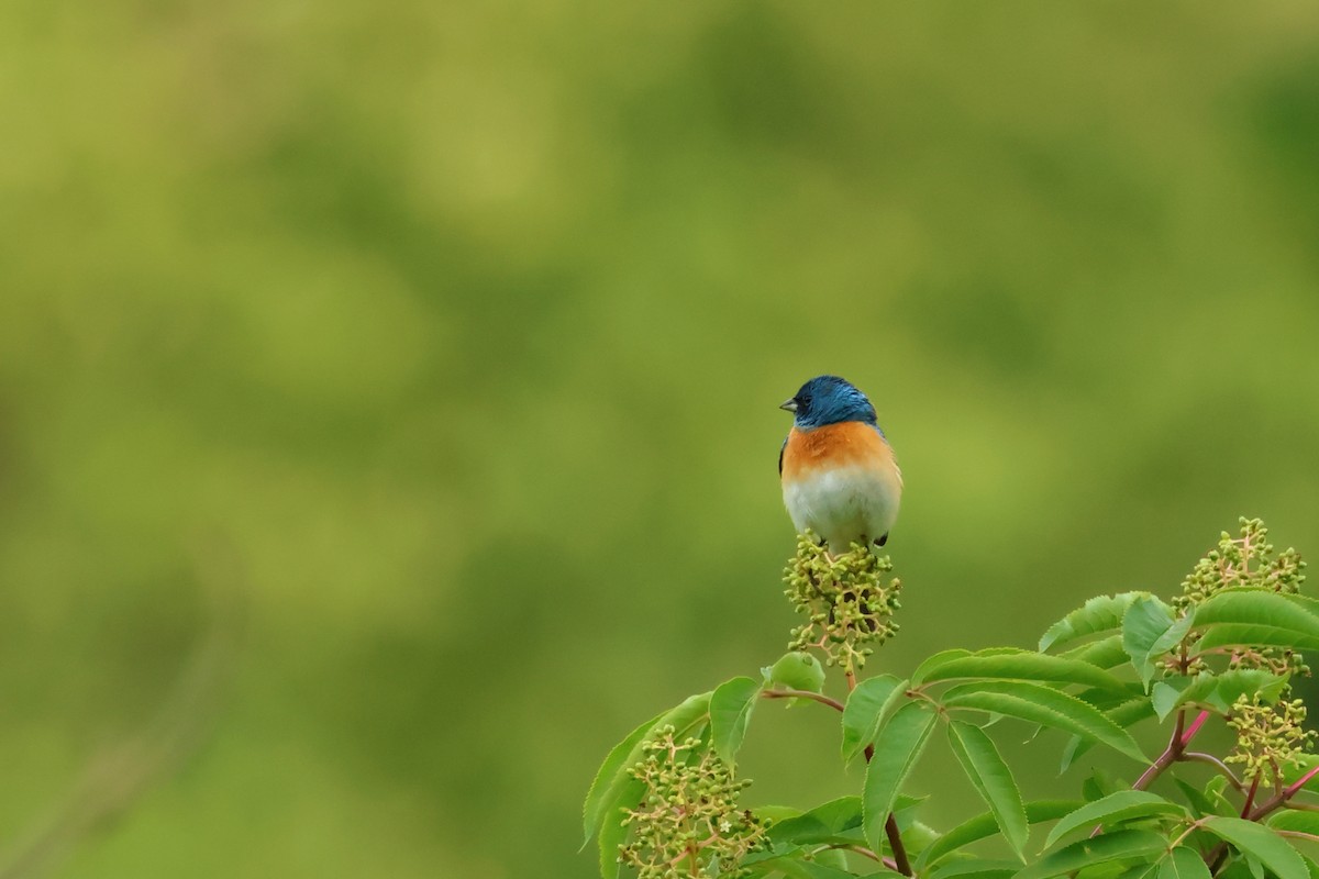 Lazuli Bunting - ML620493607