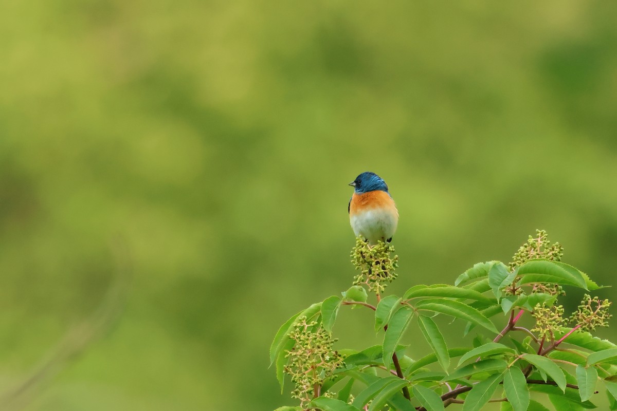 Lazuli Bunting - ML620493608