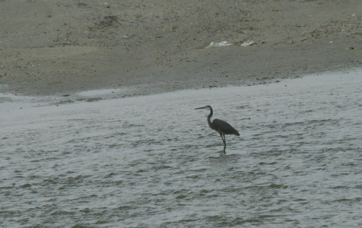 Western Reef-Heron - ML620493613