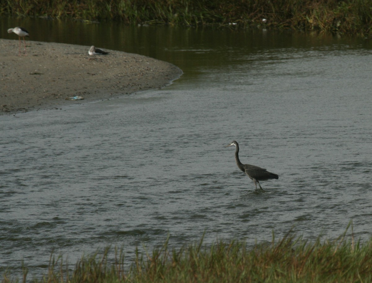 Western Reef-Heron - ML620493614