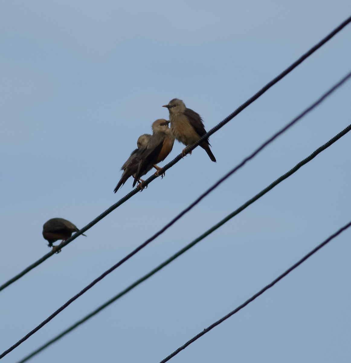 Malabar Starling - ML620493616