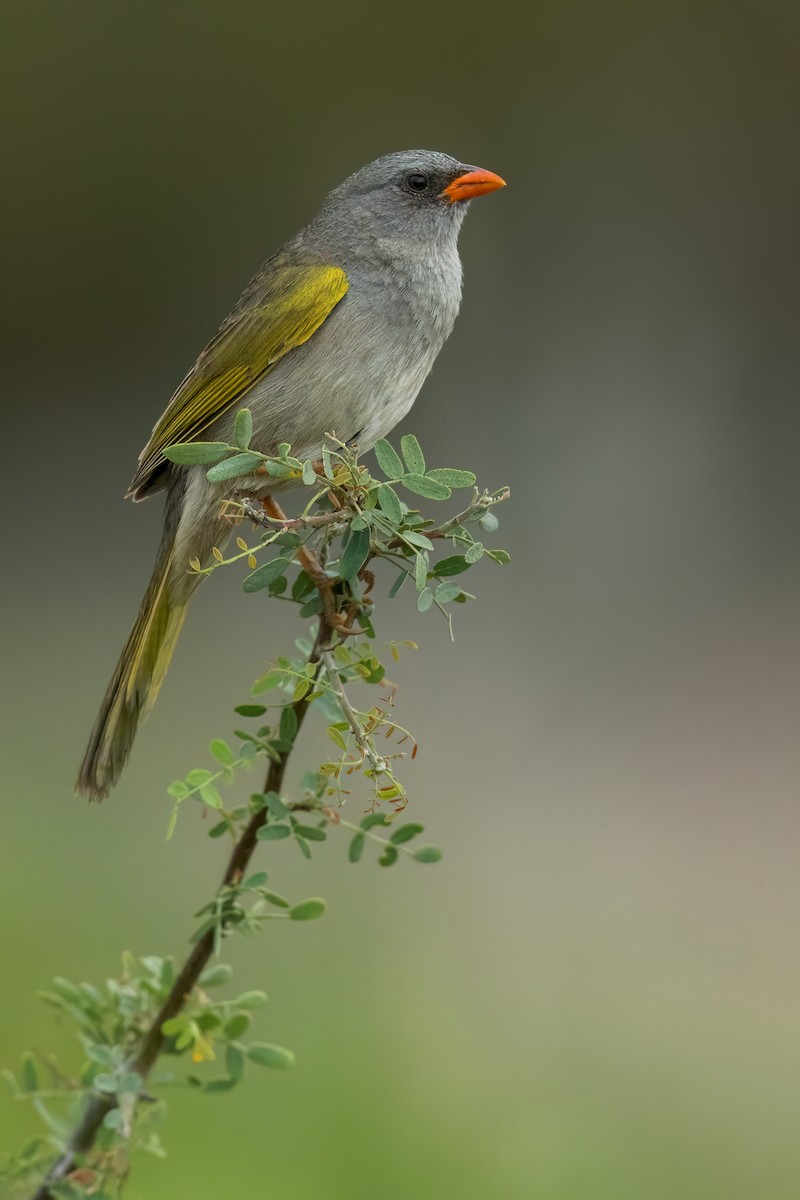 Great Pampa-Finch - ML620493619