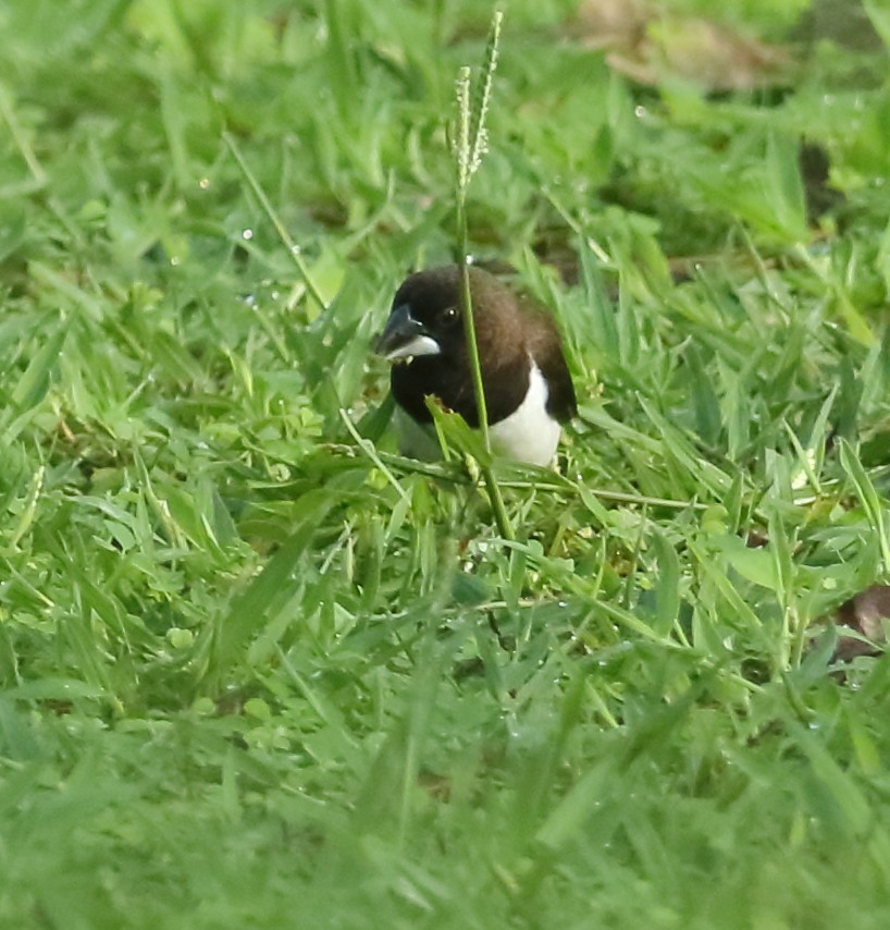 White-rumped Munia - ML620493623