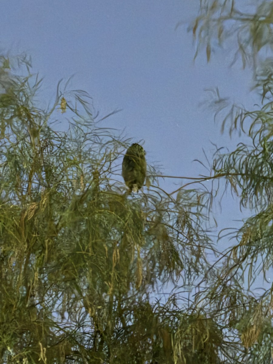Great Horned Owl - ML620493625