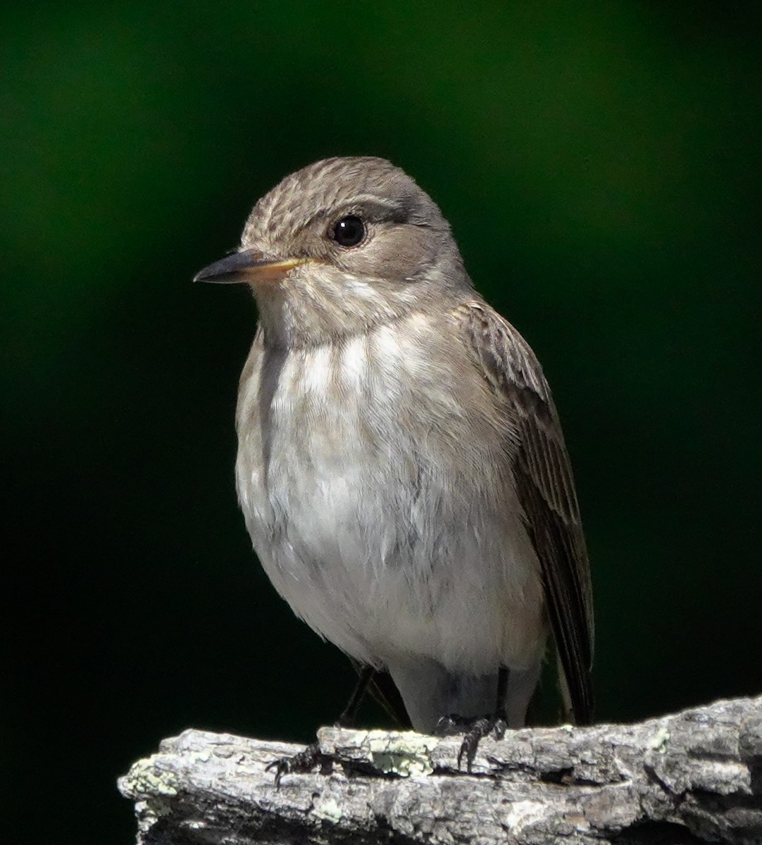 Spotted Flycatcher - ML620493627