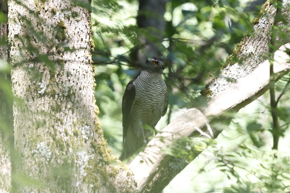 Eurasian Goshawk - ML620493630