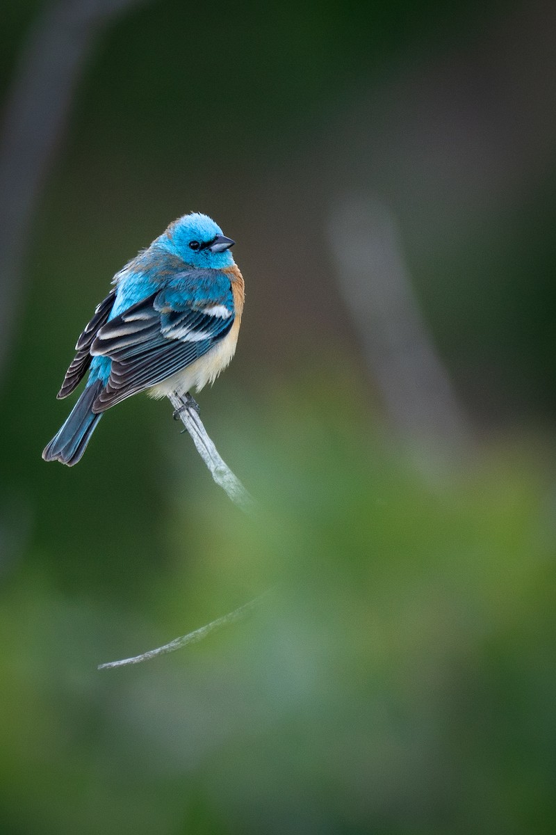 Lazuli Bunting - ML620493637